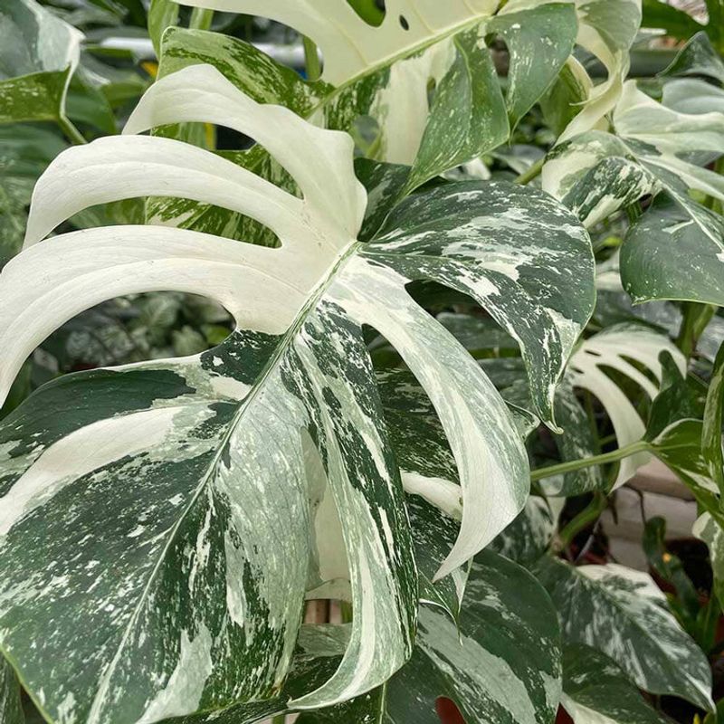 Variegated Monstera Deliciosa: The Swiss Cheese Plant With A Golden Touch