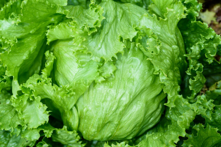 Lettuce (featured image)