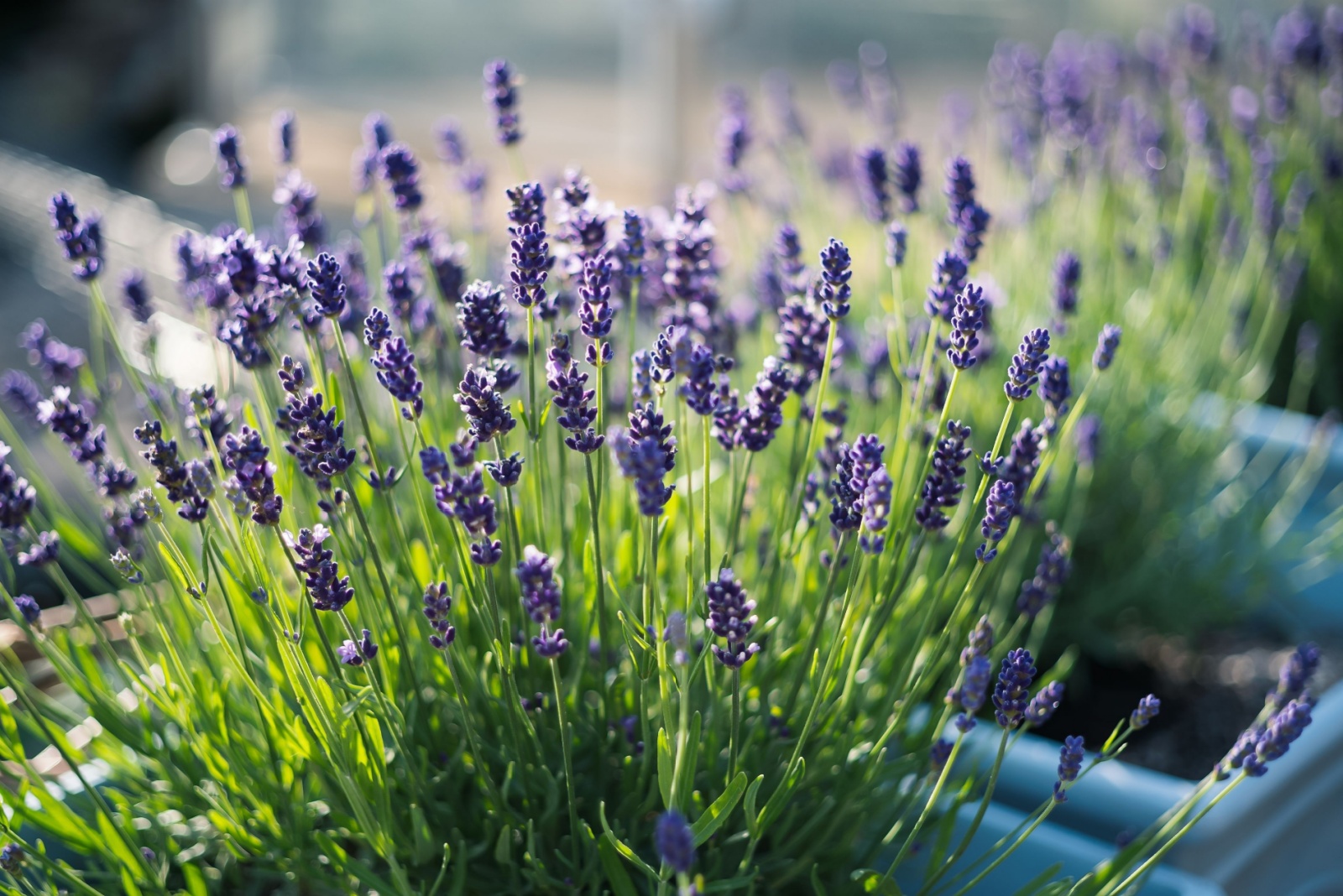 9 Reasons South Carolina Homeowners Are Planting Lavender Near Patios