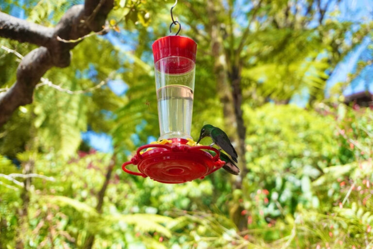 Hummingbird Feeders(featured image)