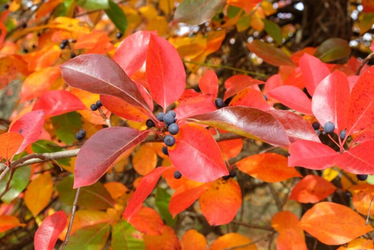 Colourful orange and red leaves of the Black Gum Tree during the autumn.