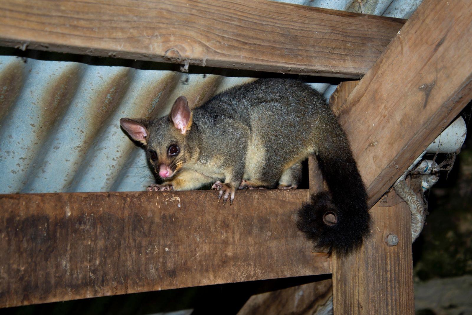 9 Safe Ways To Get Rid Of Possums In Georgia Gardens