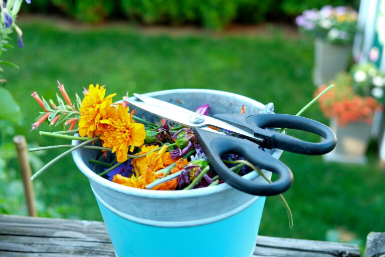 Deadheading flowers (featured image)
