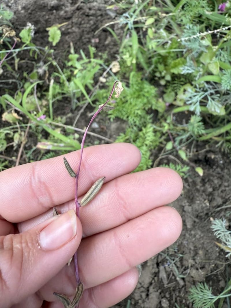 Seed Pods Appearing