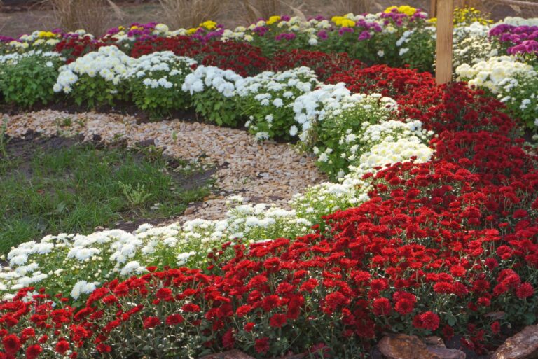 chrysanthemum display