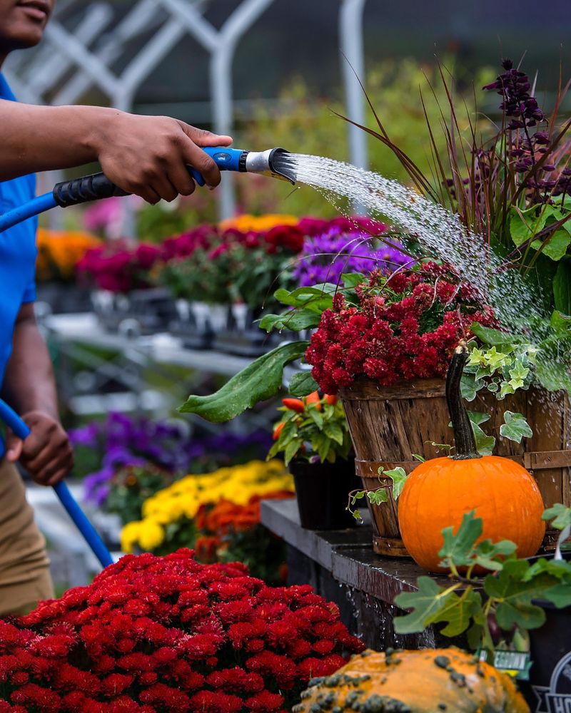 Morning Watering Magic