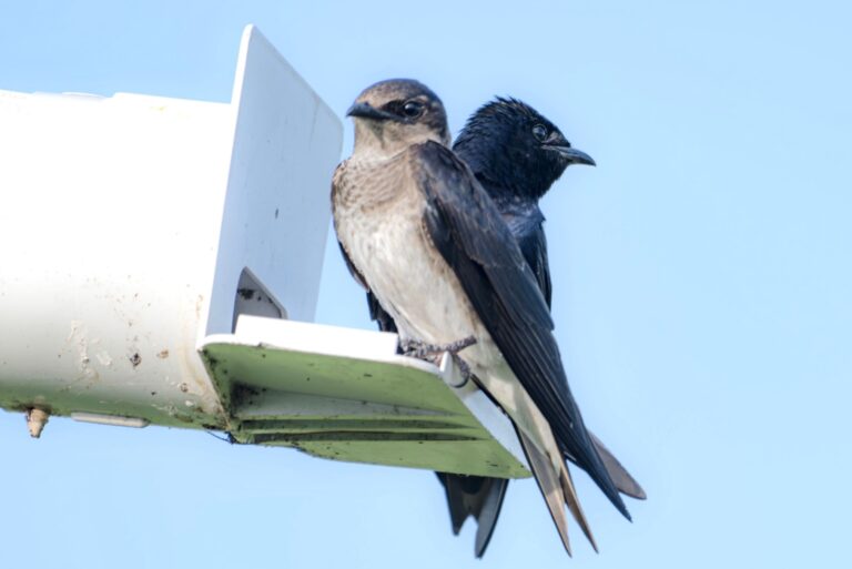 Pair of male and female purple martins at martin bird feeder