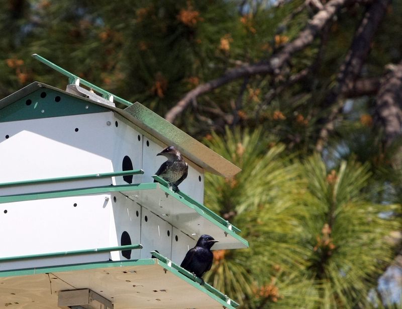 Setting Up The Right Martin Houses