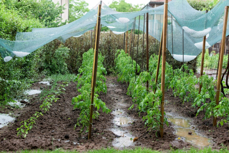 protecting a garden from the storms (featured image)