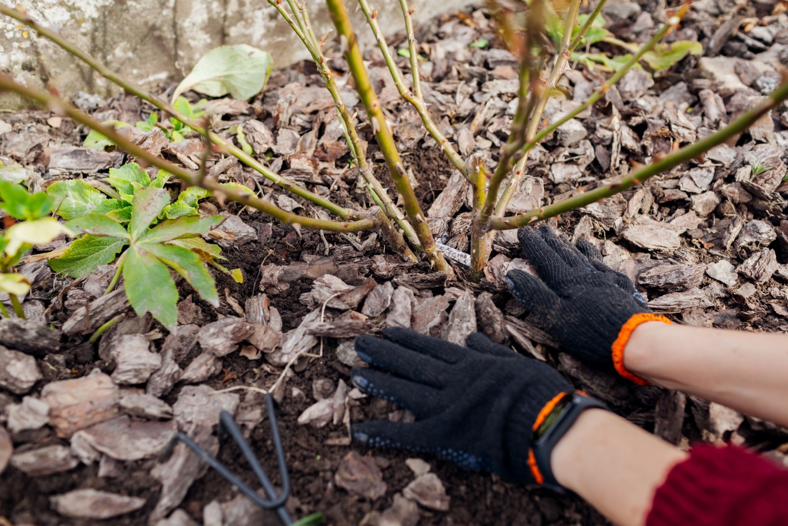 9 Smart Moves Virginia Gardeners Make To Shift From Summer To Fall
