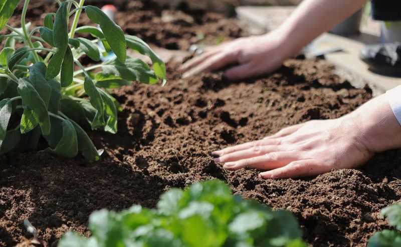 Refreshing Soil With Compost