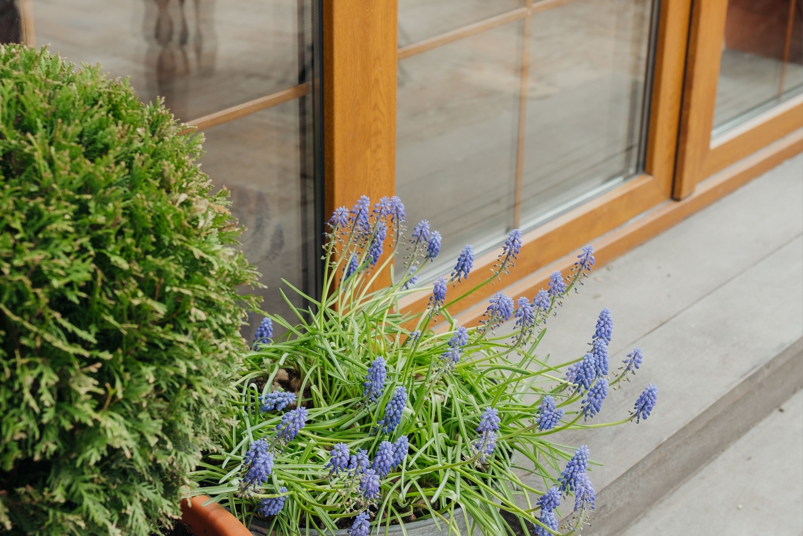 9 Smart Reasons To Plant Lavender Near Your Patio In Virginia