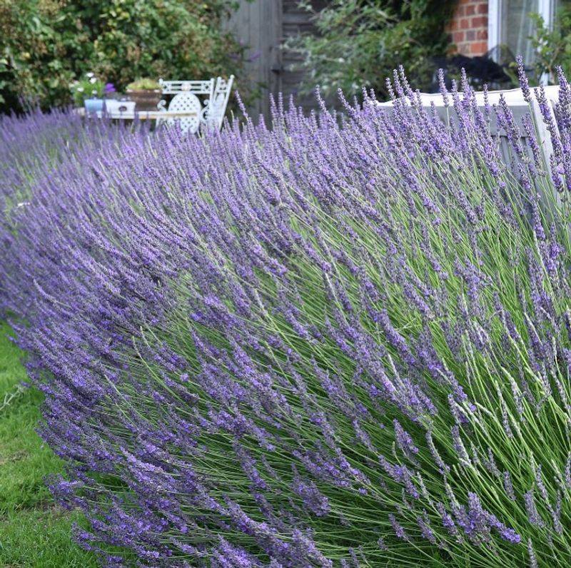 Natural Mosquito Repellent
