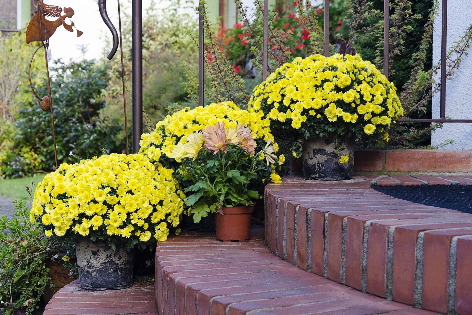 9 Steps To Make Mums Last Longer In Florida Fall Gardens