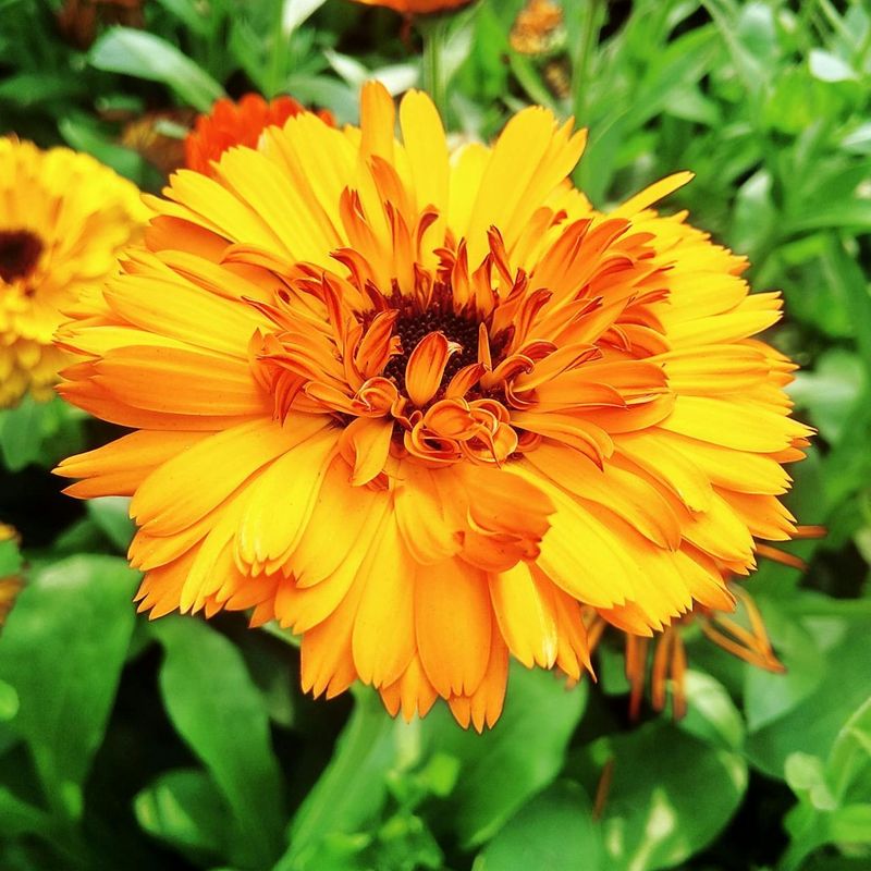 Choose Healthy Plants