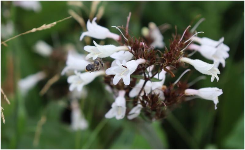 Neonicotinoid Pesticides