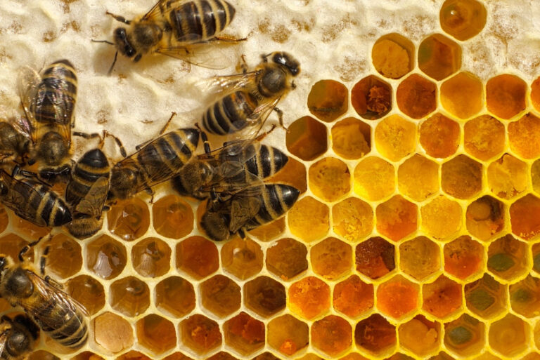 bees (featured image)