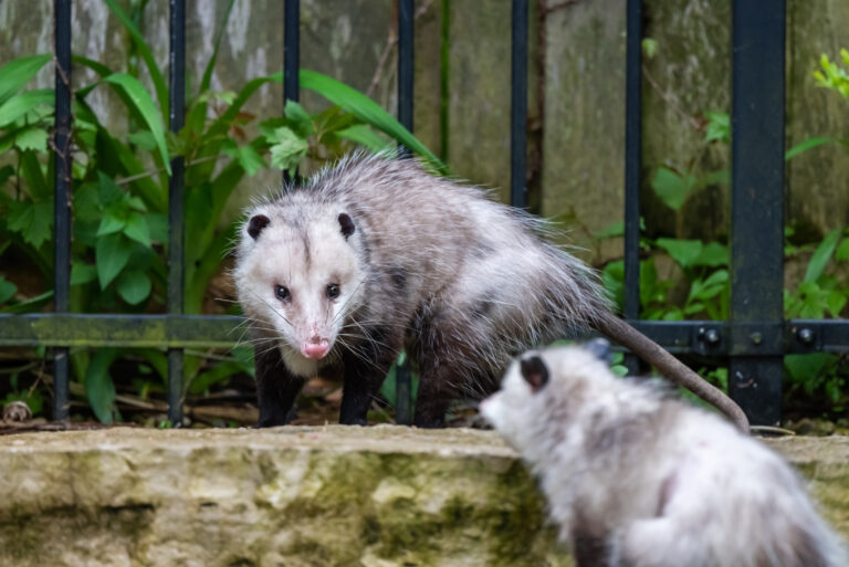 Possums (featured image)
