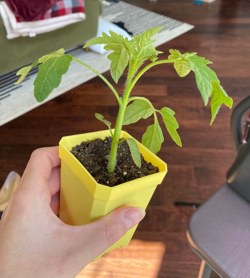 Leggy Seedlings
