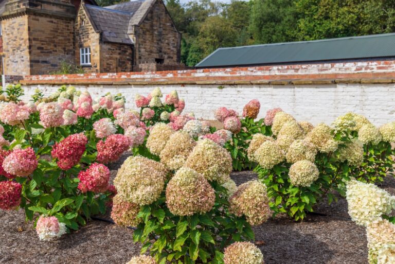 panicle hydrangea border