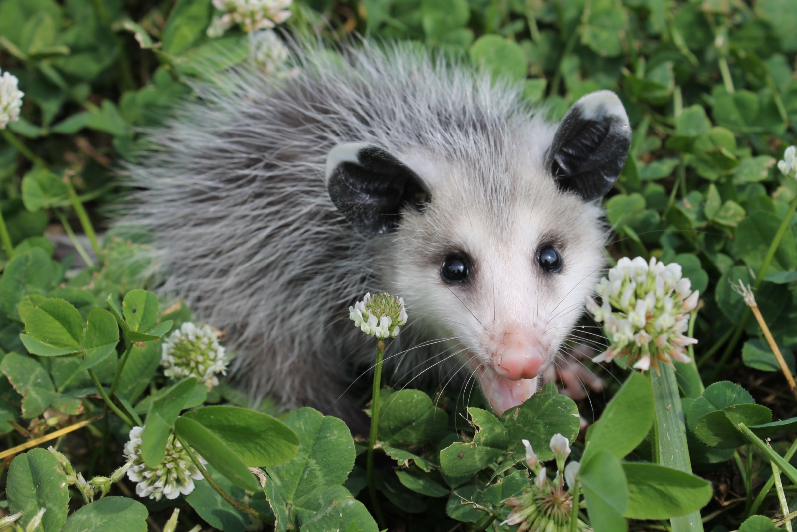 9 Things Maryland Homeowners Should Know Before Removing Possums From Their Yards
