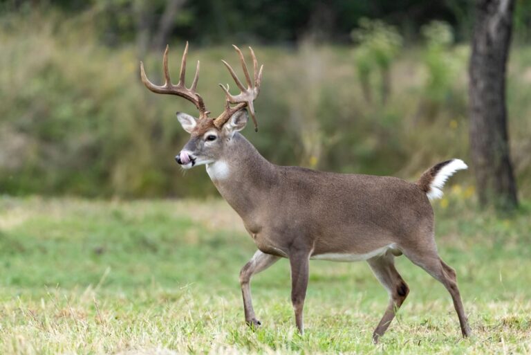 white-tailed deer