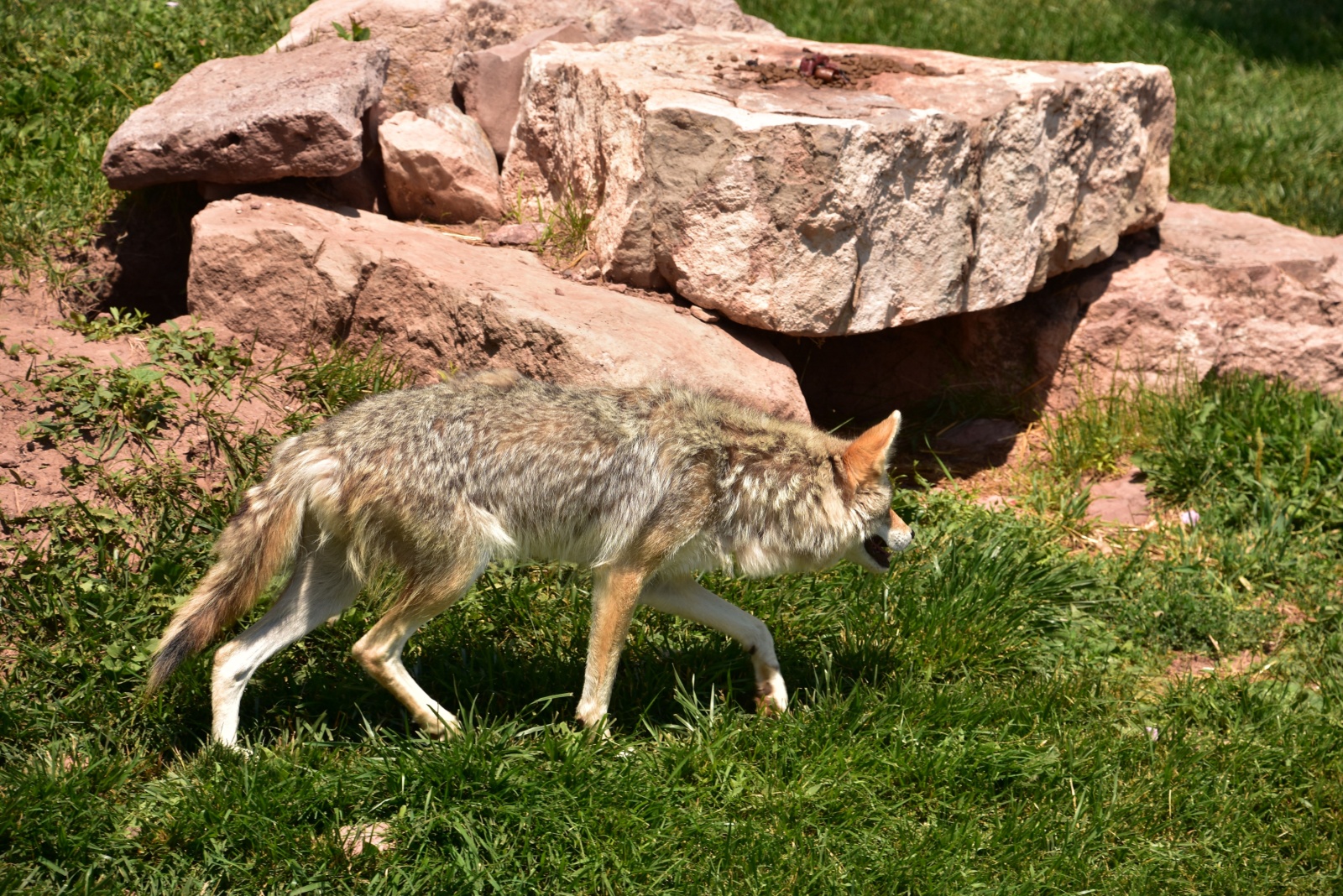 9 Things You Should Do If You Spot A Coyote In Kansas (And 4 You Shouldn’t)