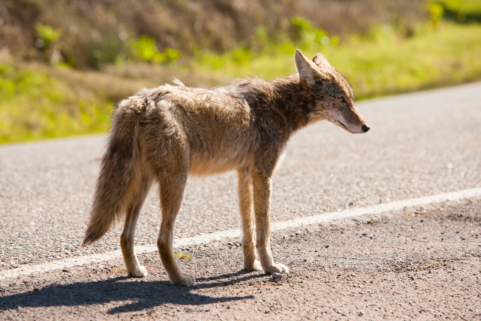 9 Things You Should Do If You Spot A Coyote In Your New York Yard (And 4 That Put You At Risk)