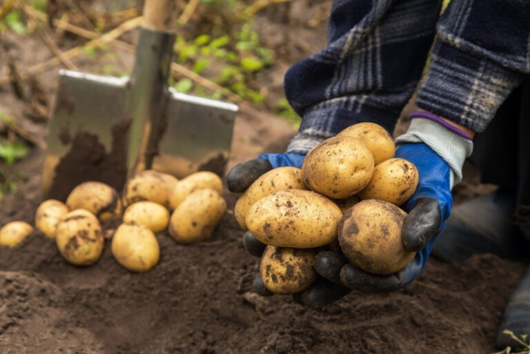 Harvesting Potatoes (featured image)