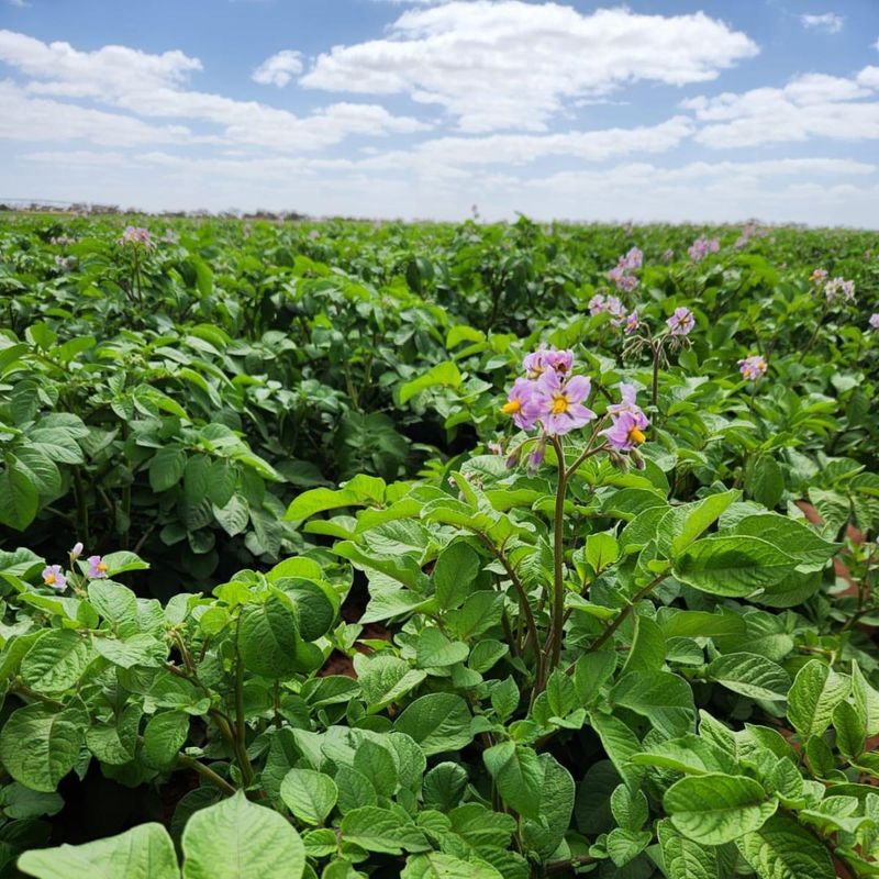 Watch for Flowering Plants