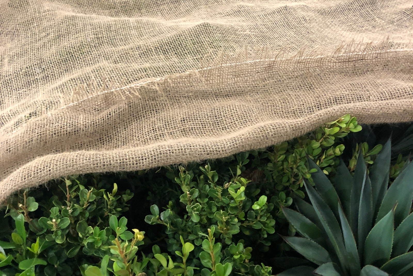 9 Tips For Protecting Plants From Salt Damage In Wisconsin Winters