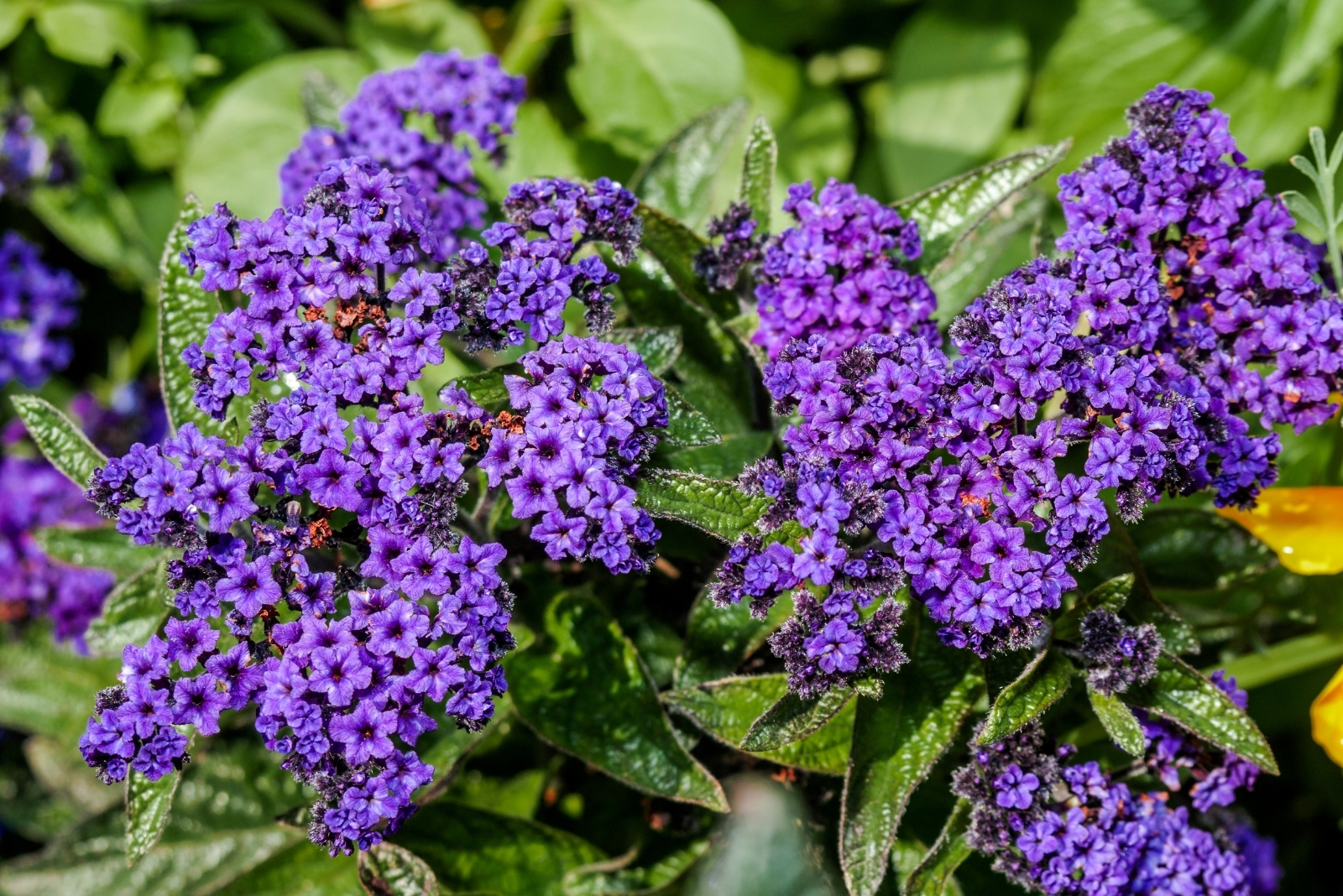9 Tips To Grow And Care For Heliotropes In Florida