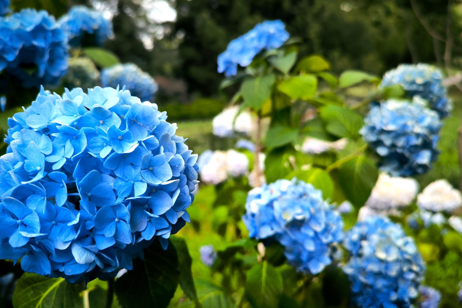 9 Urgent Tasks For Virginia Gardeners With Hydrangeas This Week