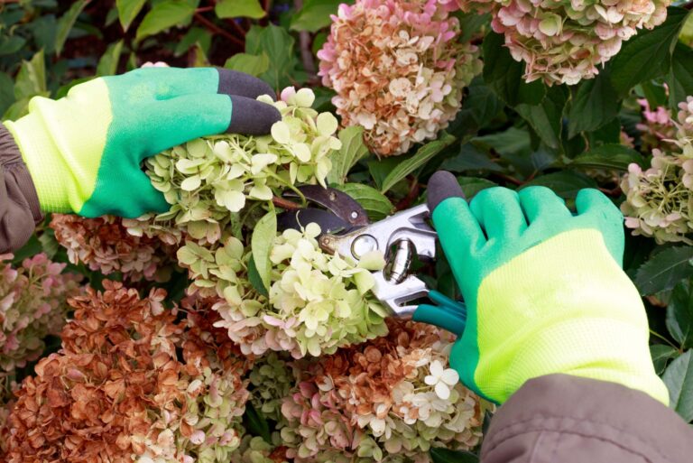 Pruning faded hydrangea inflorescences in the garden