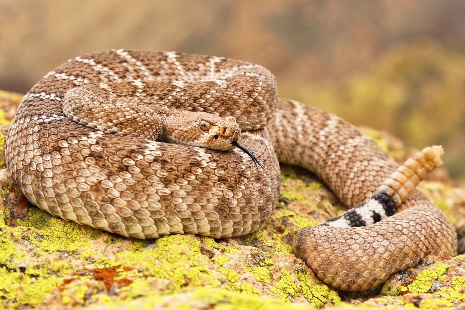 9 Venomous Creatures Every Texas Homeowner Should Know About