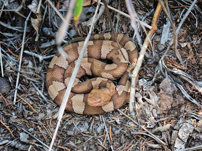 Copperheads Among Garden Mulch