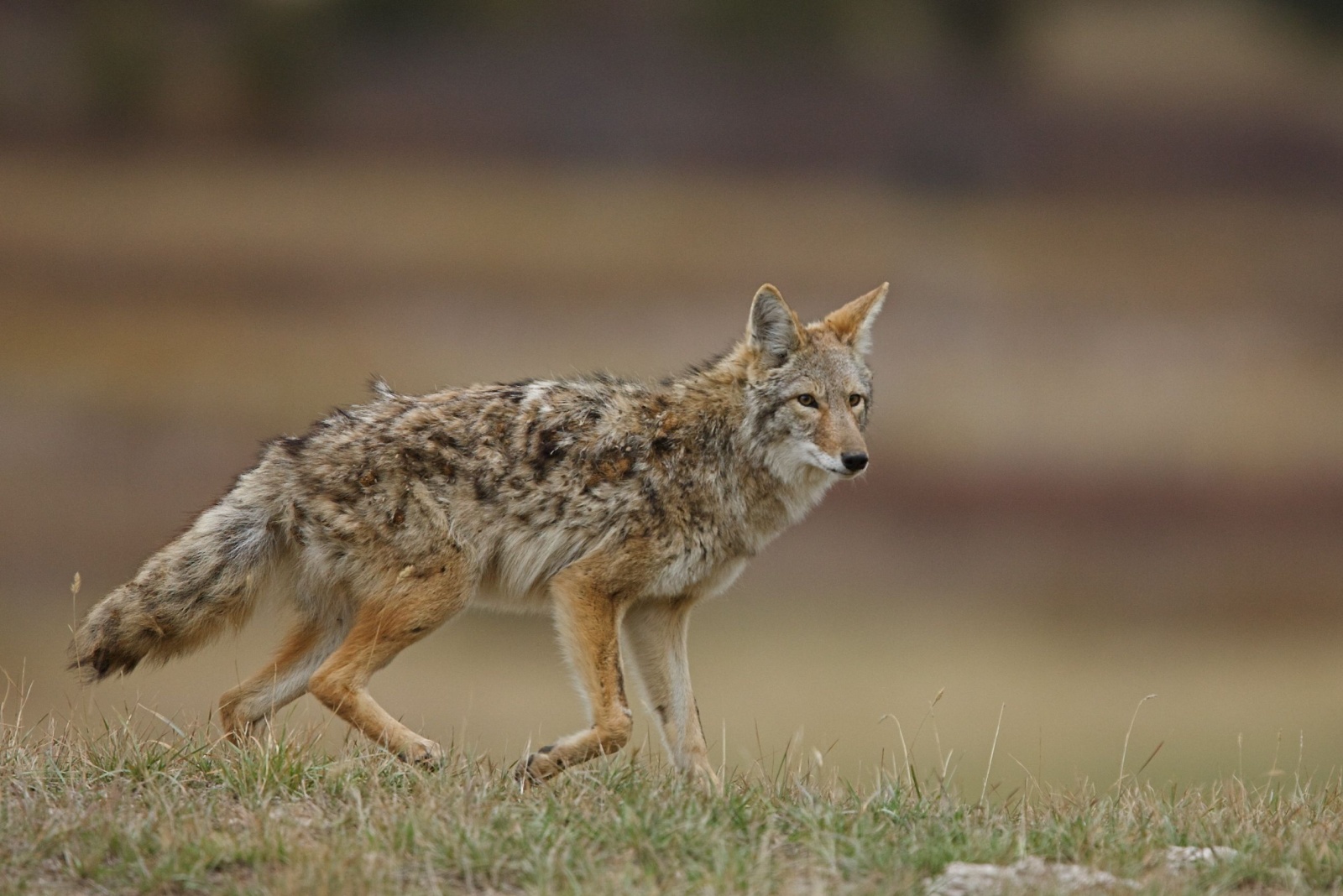 9 Ways To Handle Coyotes In Missouri Yards Safely (And 4 Mistakes To Avoid)