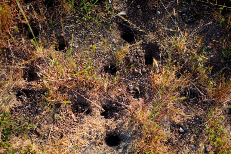 wildlife holes in backyard