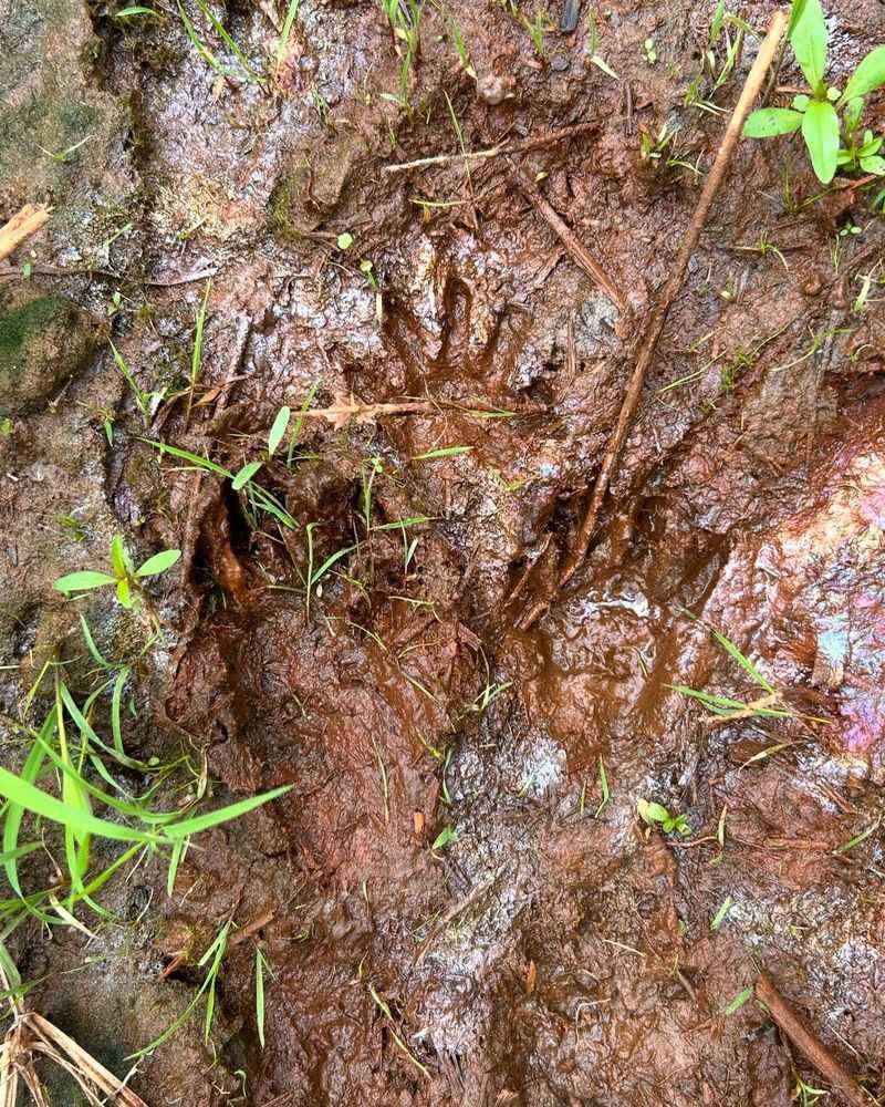 Look For Paw Prints Around The Holes