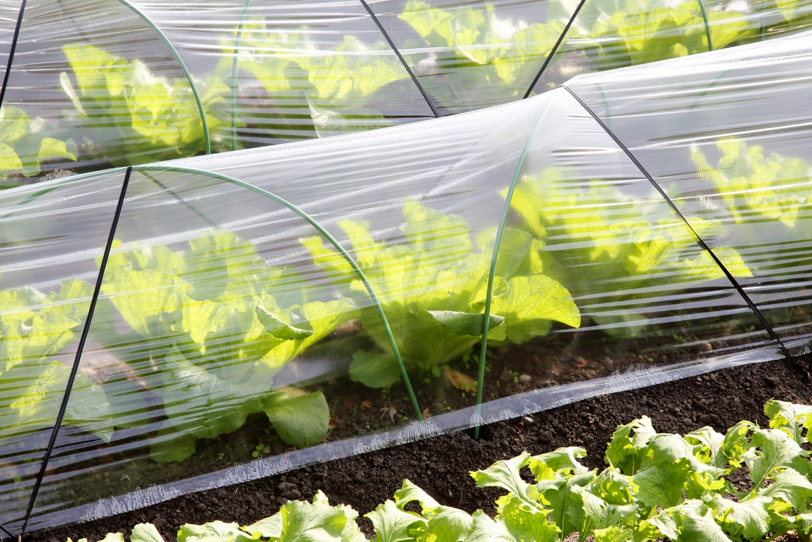 9 Ways To Use Season Extenders For Fall Vegetables In Pennsylvania