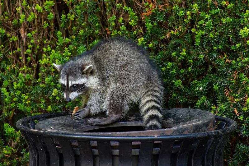 Raccoons: Midnight Dumpster Divers