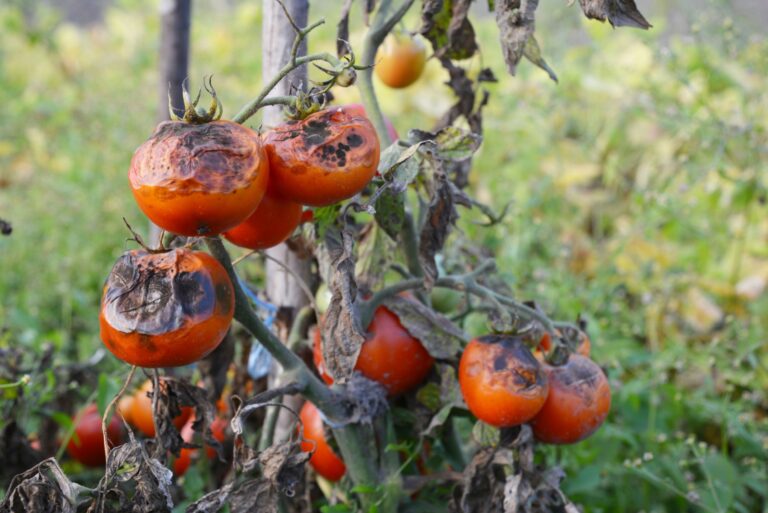 garden tomatoes infected by late blight disease