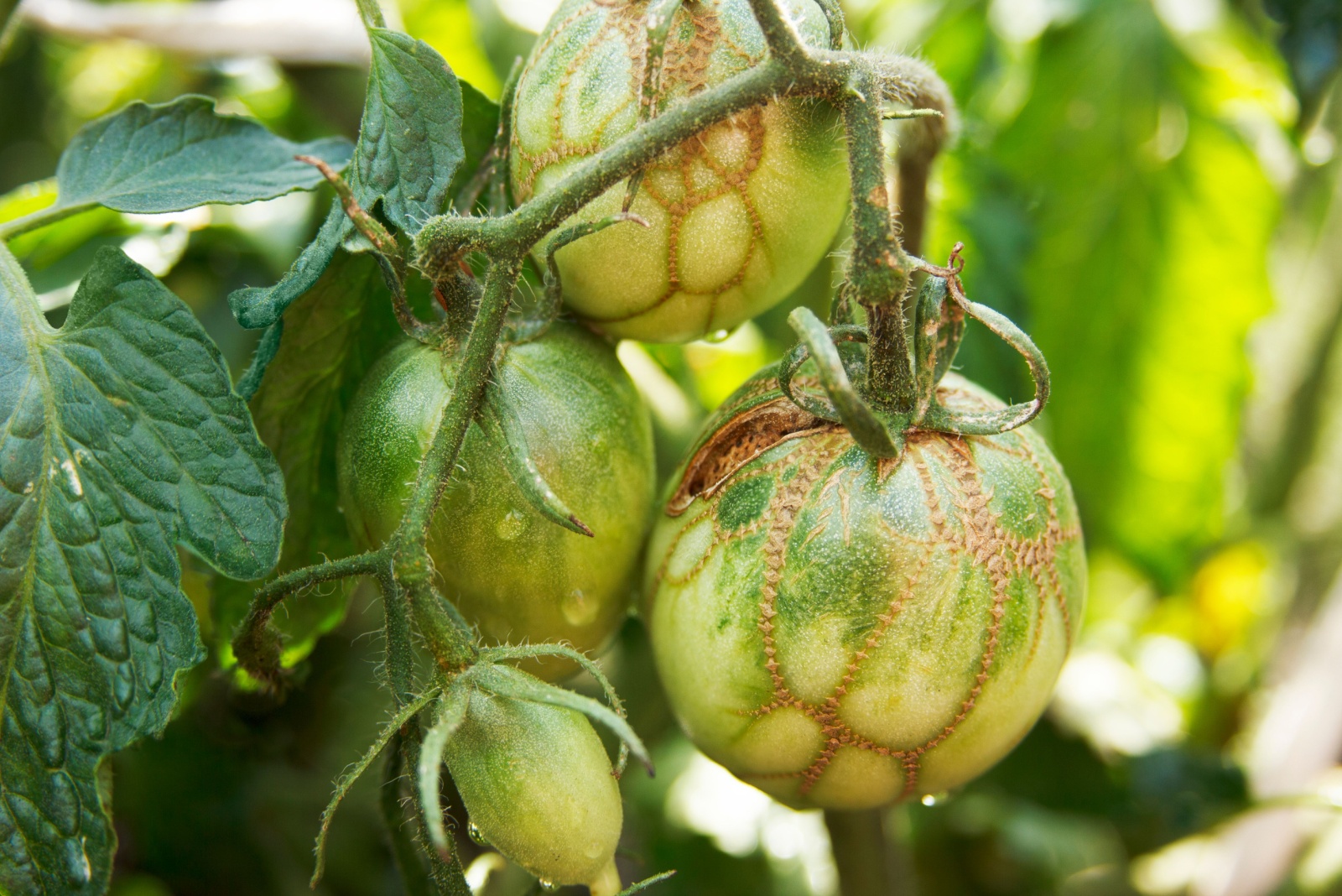 9 Worst Spots For Growing Tomatoes In California, Experts Warn