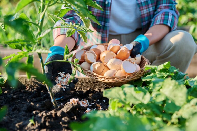 Fertilizing tomato plants with eggshells