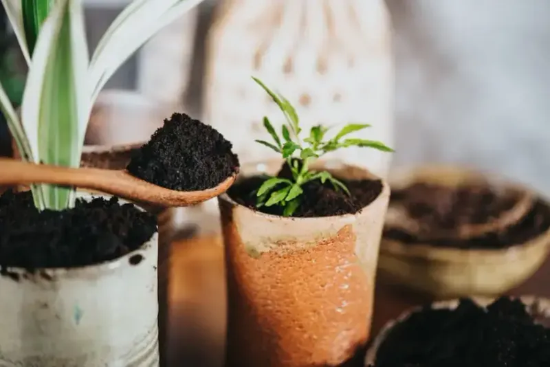 Coffee Grounds Boost Acid-Loving Plants