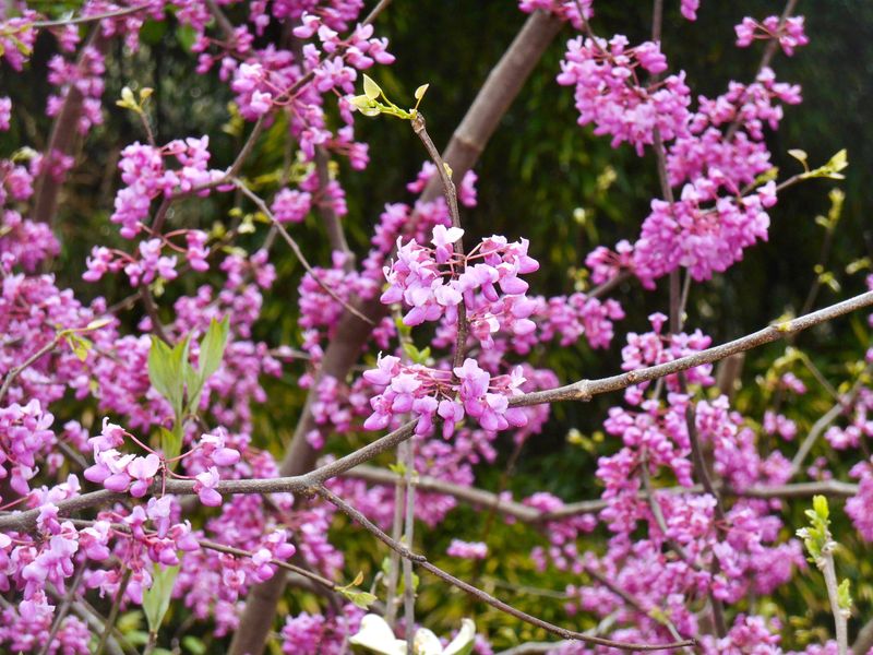 Perfect Companion For Native Virginia Plants