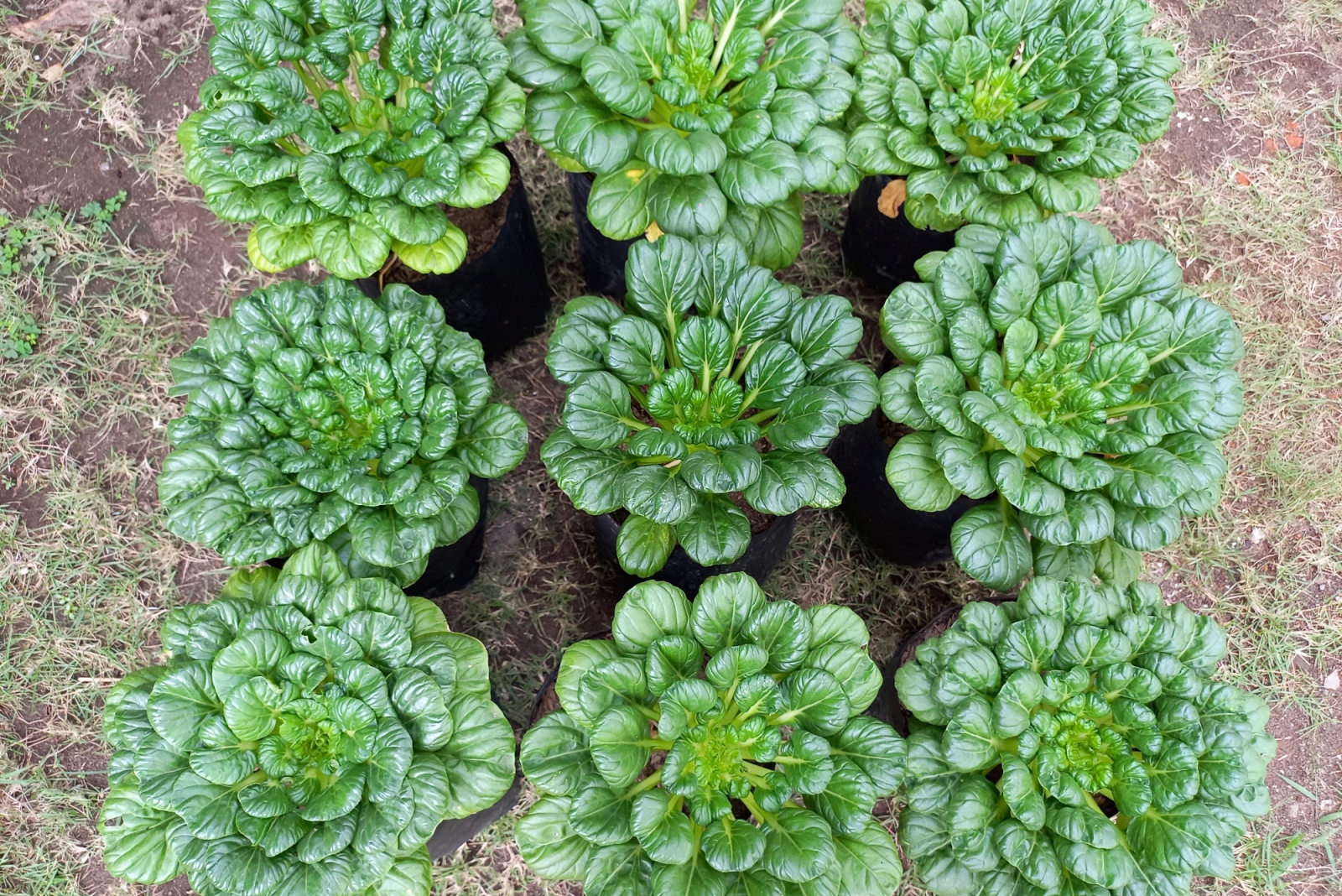 A Crispy, Fast-Growing Lettuce Alternative Perfect For California Gardens