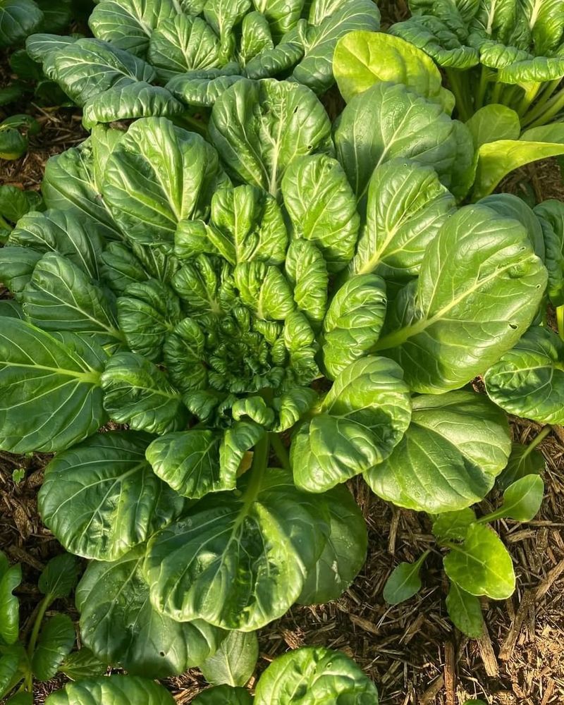 Thrives In California's Mild Winters