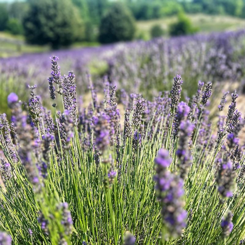 Bernheim Forest's French Lavender Festival
