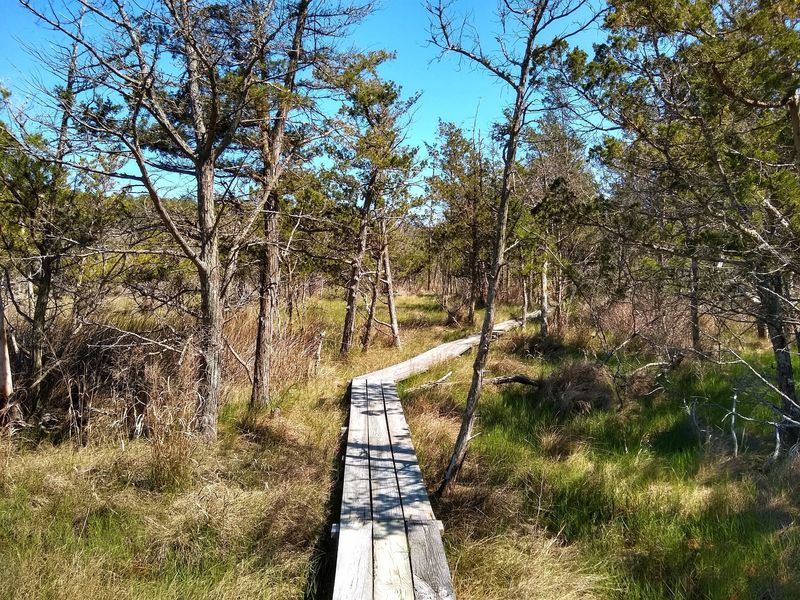 Bombay Hook's Forgotten Forest Trails